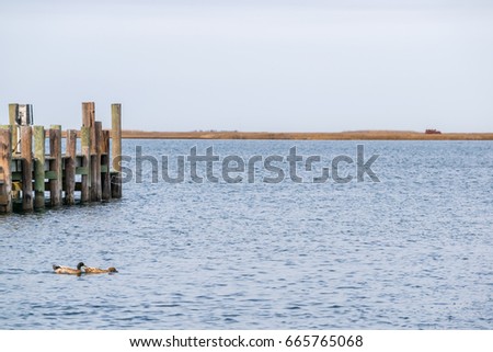 Two ducks floating on the bay by a pier in virginia