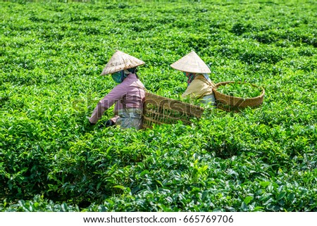 Young people collecting tea at Bao Loc, Lam Dong, Vietnam
