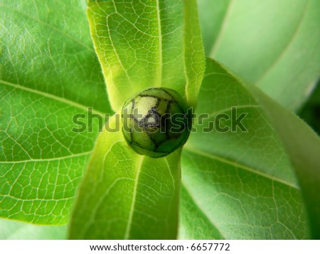 plant with  bud Royalty-Free Stock Photo #6657772