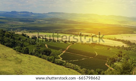 Coffee plantation farm in the mountains landscape Royalty-Free Stock Photo #665798662