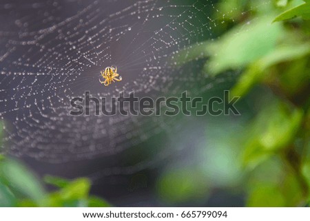 Spider and a spider web with rain drops on a blurry background, close up, nature wallpaper