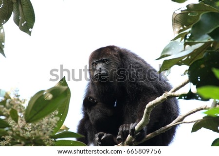 Guatemalan Black Howler Monkey with a Baby - Baboon