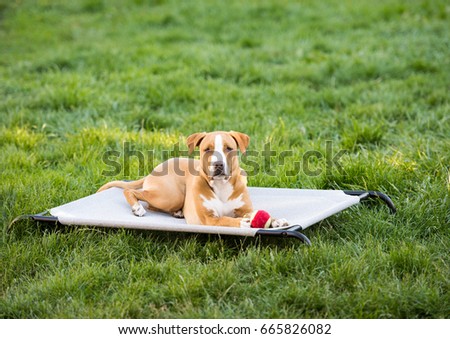Young Pit Bull Mix Relaxing with Toy on Elevated Pet Bed 
