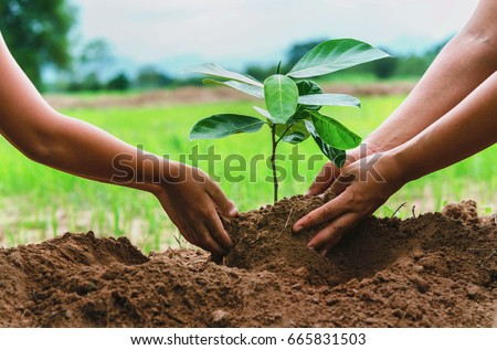 people hand helping plant the tree working together in farm concept save world Royalty-Free Stock Photo #665831503