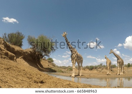 Giraffes drink at river in Kenya