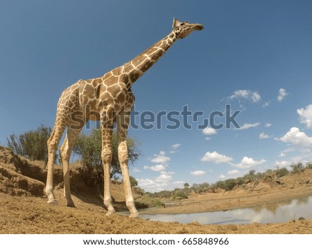 Giraffes drink at river in Kenya