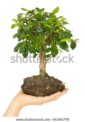 One plant in female hand on white background