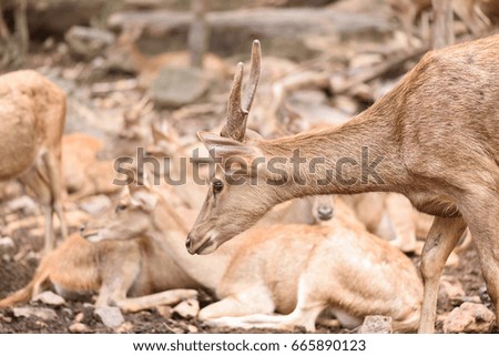 Male deer and herd at the open zoo.