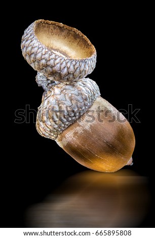 acorn of oak isolated on a black background