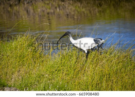 A large graceful  sacred ibis Threskiornis aethiopicus walking by a cool blue lake on a winter morning is searching for food in the fresh water where small fish swim through underwater  grasses. 