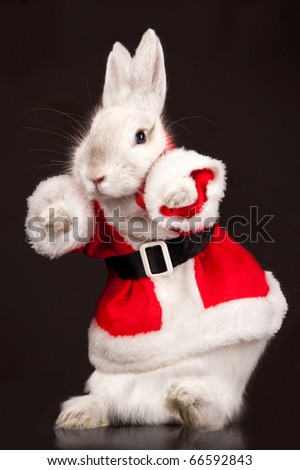 Photo of cute rabbit in a santa costume. Isolated on dark background