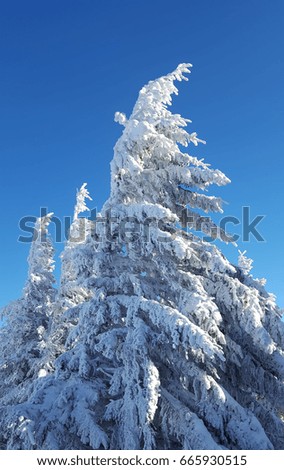 frozen tree with clear blue sky background      