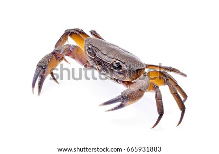 fiddler crab isolated on white background