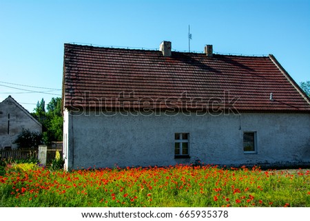 Old house with a lawn of blooming poppies. Poland.