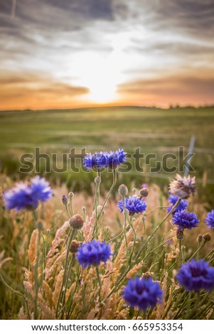 Beautiful blue summer flowers with views over Holland's flat landscape. The last rays of the sun give the picture a warm pleasant atmosphere of a romantic summer evening