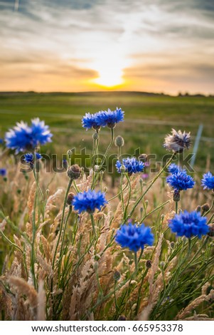 Beautiful blue summer flowers with views over Holland's flat landscape. The last rays of the sun give the picture a warm pleasant atmosphere of a romantic summer evening
