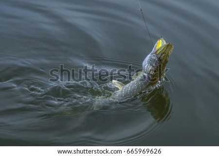 Pike fish jumping in water with splash. Fishing background