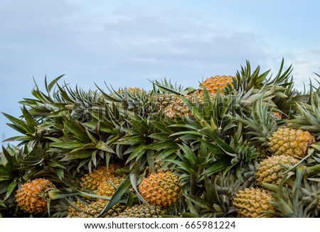 A bunch of pineapples in the river market