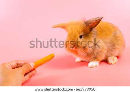 Adorable baby brown rabbit eating carrot on pink background.Cute fluffy rabbit on pink background.1 month old.
