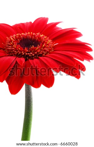 red gerber flower