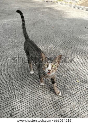 A short hair cat with black stripes walking on the street.