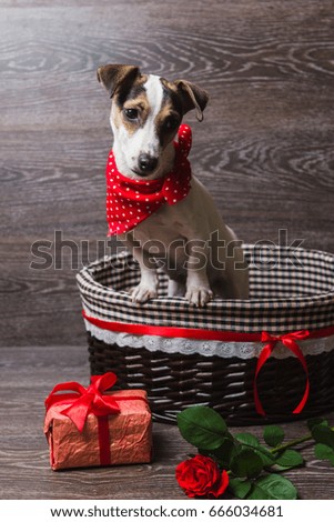 Jack Russell Terrier in brown basket with festive gift box and rose. Dog in a trendy red bandana. Dark wooden background.