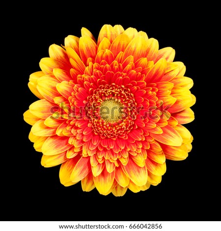 Yellow with red gerbera flower on a white background, top view.