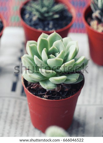 Succulent plant in pot.