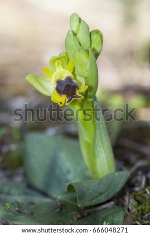 Ophrys lutea subsp. minor, the Yellow Bee-orchid, is a beautiful wild orchid species of orchid native to southern Europe, North Africa, and the Middle East, Macro image of a blooming flower.