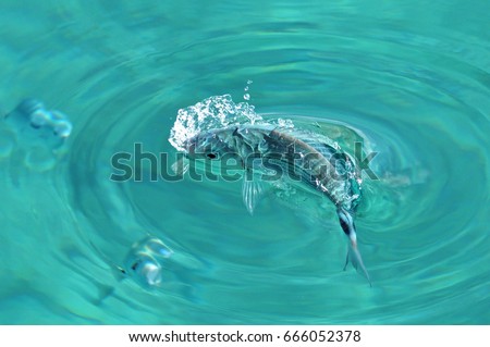Fish making a splash in bright blue water