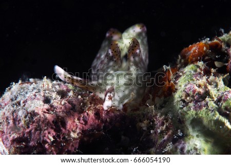 Nudibranch / Sea Slug / Elysia rufescens