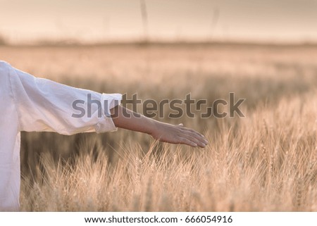 The boy's hand caresses the wheat