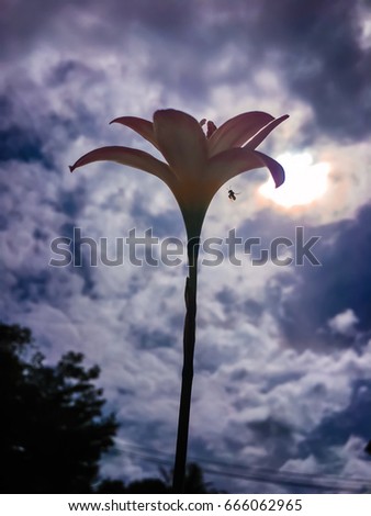 Silhouette, Rain Lily flower blossom in the morning, small bee fly to collect pollen, dramatic sky and sun is backdrop, ant's eye view.