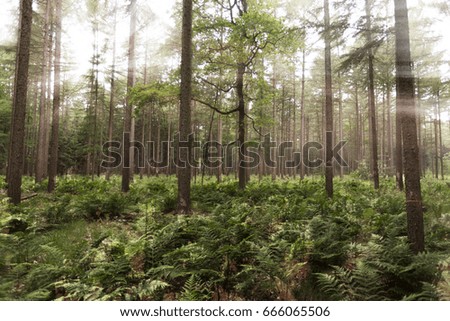 fern woods sunshine