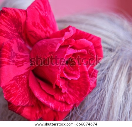 Large red rose in a blond  hair