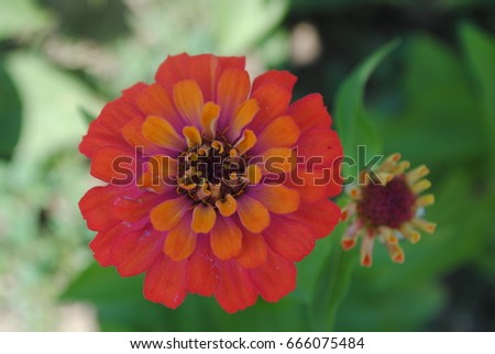 Orange tagetes flower