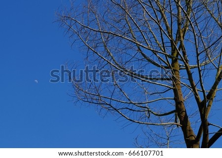 Dry branch with a crescent moon background when the sky is blue.