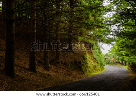 Beautiful forest road. 