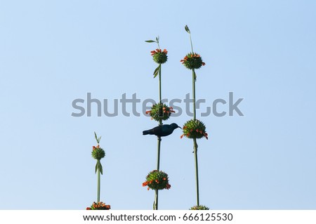 Sun bird, iridescent blue-green bird feeding on nectar from  flowers
