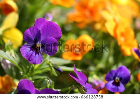 Pansy flower in bloom