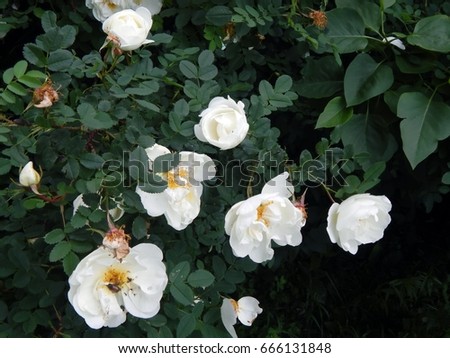 Wild white rose on a bush branch