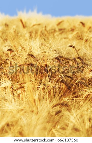 Golden barley field in summer