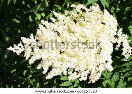 Beautiful white tiny flowers in a natural habitat in summer in meadow