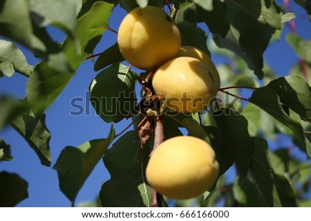 Apricot stands in the tree on june