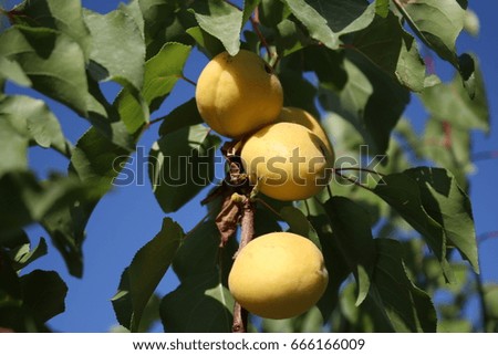 Apricot stands in the tree on june