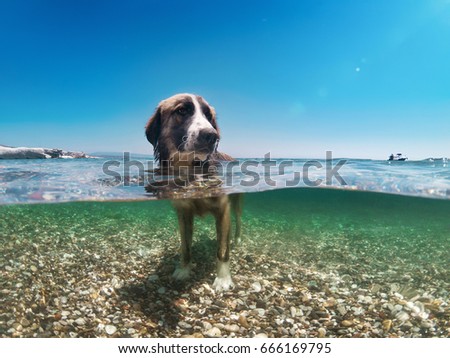 Dog cooling in the sea, half underwater shot