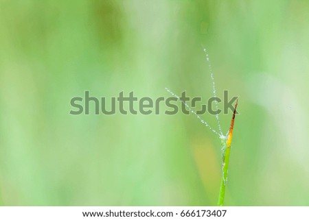 this green grasshopper poses for the picture in close up