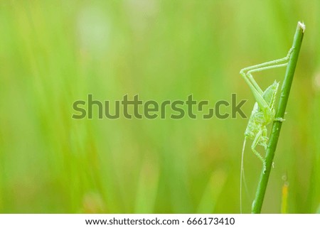 this green grasshopper poses for the picture in close up