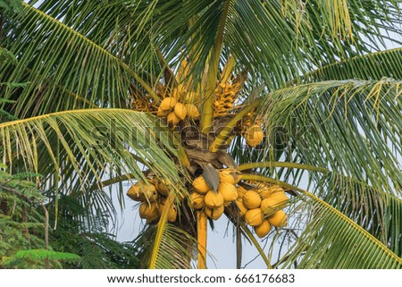 Coconut tree and coconuts growing, tropical background.