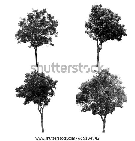 Collection of isolated tree ob white background